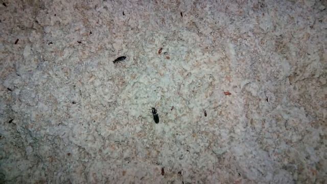 Жуки в ржаной муке смотреть онлайн