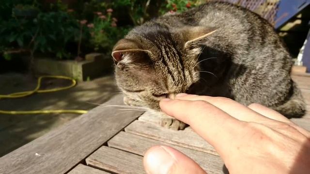 Sony Xperia X Compact: Camera Test ( Video ) смотреть онлайн