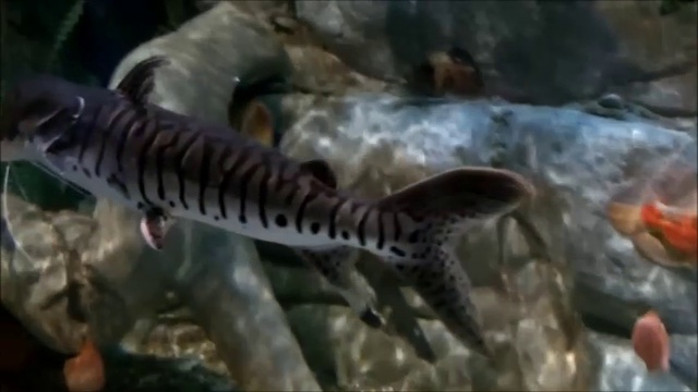 Подводный мир