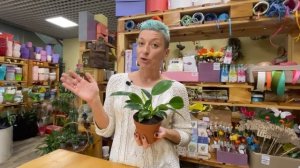 Филодендрон Грин Принцесс - обзор сорта | Неприхотливое комнатное растение