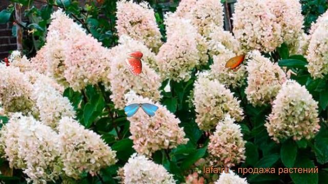 Гортензия метельчатая Мэджикал Свит Саммэр ? обзор: как сажать, саженцы гортензии смотреть онлайн