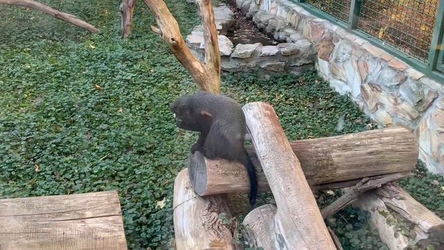 Лучший ЗООПАРК в Польше - Wrocław ZOO смотреть онлайн