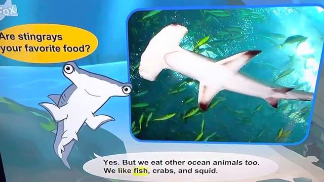 Meet The Animals Hammerhead Shark смотреть онлайн