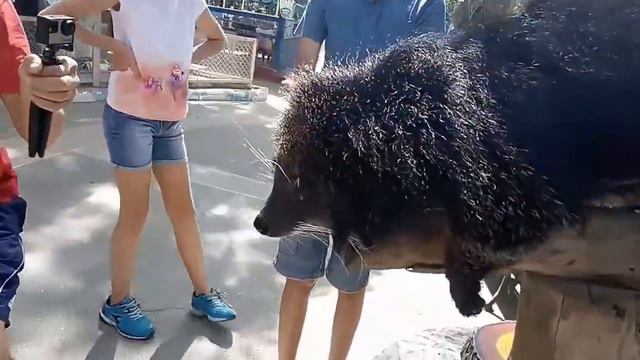 МЕДВЕКОТ-Бинтуро́нг[1] (лат. Arctictis Binturong).ОТКРЫТЫЙ ЗООПАРК КХАО КХЕО.