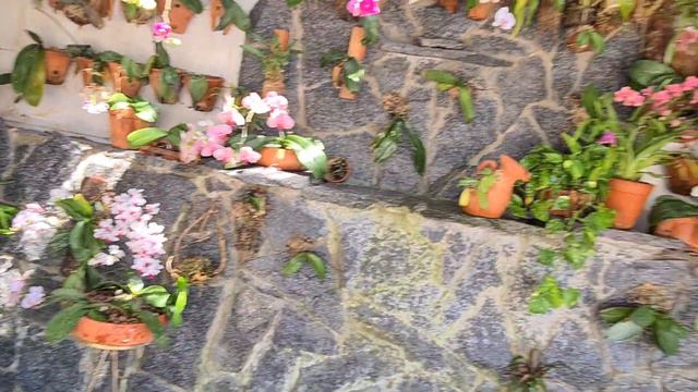 ADUBO DE FLORAÇÃO PARA PHALAENOPSIS/PHALAENOPSIS MANIA смотреть онлайн