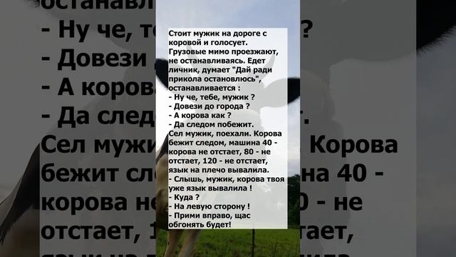Анекдот №61 Скоростная корова