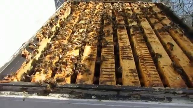 весеннее расширение пчел - рано расширишь гнездо охладишь, поздно расширишь тормозится развитие смотреть онлайн