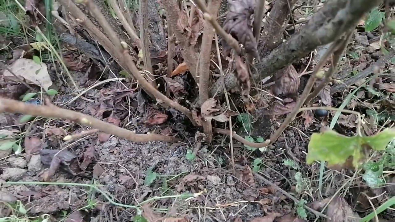 Показываю как правильно обрезать черную смородину