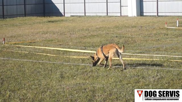 Подготовка бельгийской овчарки по кличке Жак. Минно-розыскная служба смотреть онлайн