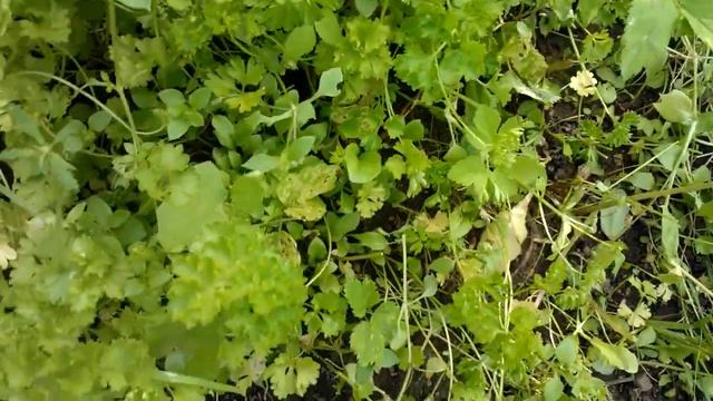 Преимущества многолетней петрушки смотреть онлайн