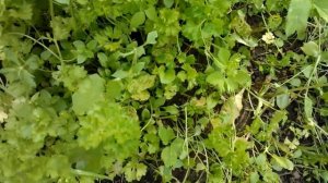 Преимущества многолетней петрушки