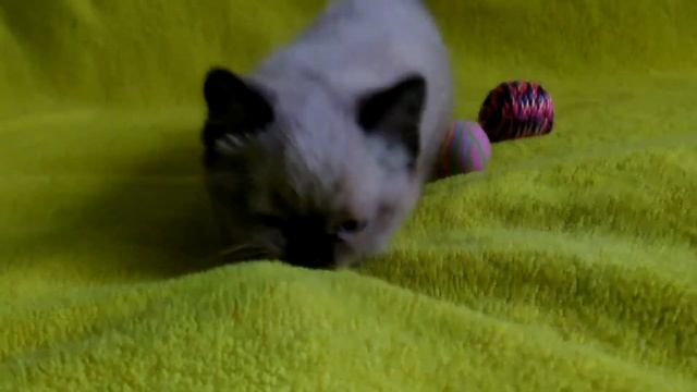 Купить шотландского котенка - ПРЕДЛАГАЕМ: котенок окраса сил-поинт. смотреть онлайн