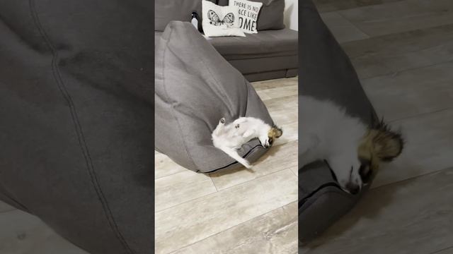 Собака папильон смотреть онлайн