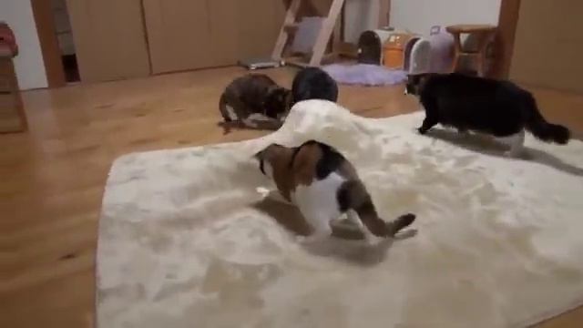 Коты играют в прятки смотреть онлайн