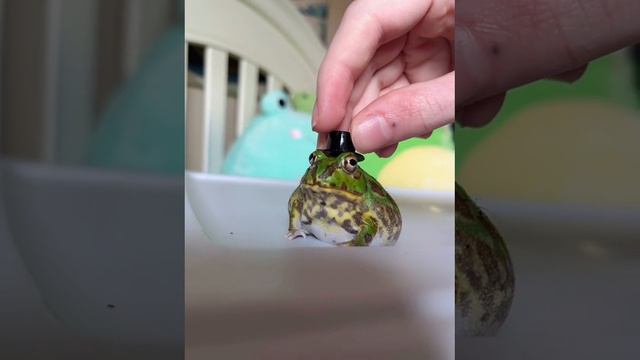 Это лягуха в шляпе, распространите, зачем? Потому что .. потому смотреть онлайн