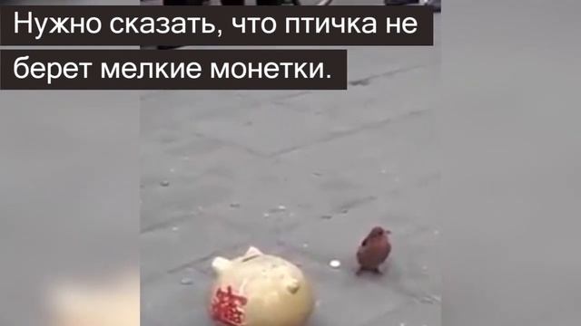 Маленькая птичка собирает с прохожих деньги в Китае смотреть онлайн