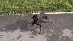 Карликовый пинчер. Цвергпинчер.