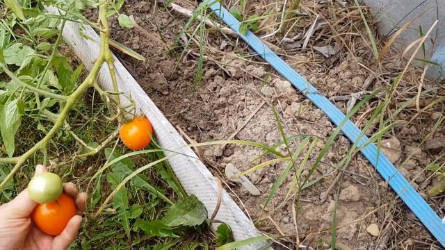 Томат Золотое сердце от двух производителей (вариант 26/2 от Сибирского сада) смотреть онлайн