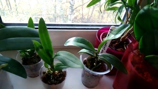 Новые орхидеи из Тюмени : Phal.Lioulin  Wild  Cat