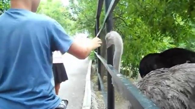 Львиная новость №3 "Страус - самый лучший папа!" смотреть онлайн