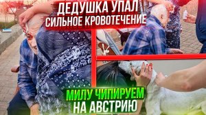 Дедушка упал и ударился виском, вызвали СКОРУЮ .Милу чипируем для отправки вместе с Хасей в Бельгию