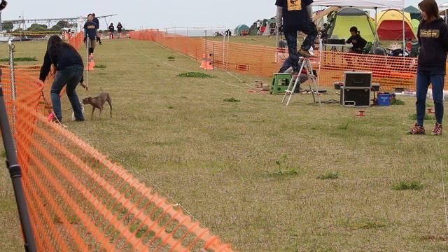 190512_NPA_Melvin_1_Lure Coursing_Italian Greyhound смотреть онлайн