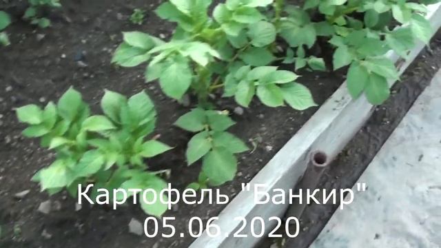 Сорта картошки Ред Скарлет, Банкир, Утро раннее, Зекура смотреть онлайн