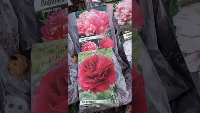 Посадка пионов намечается ...#осень2022 #красота смотреть онлайн