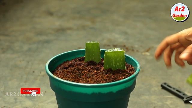 How To Grow Aloe Vera From Leaf Cutting | Ar2 Garden | Aloe Vera Plant Propagating