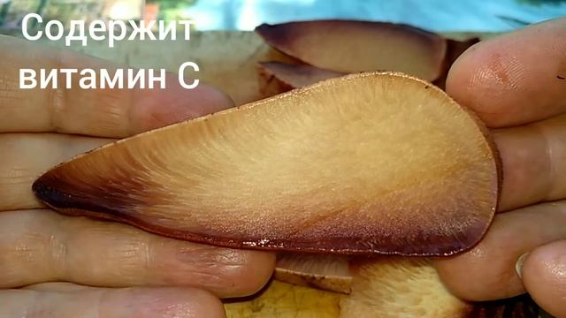 ГРИБ ПЕЧЕНОЧНИК. Fistulina hepatica. смотреть онлайн