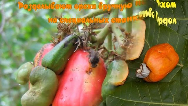 Один из Самый Дорогих Орехов. Не Продаётся в Скорлупе /Cashew Nuts смотреть онлайн