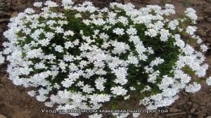 Выращиваем на участке неприхотливый иберис вечнозеленый