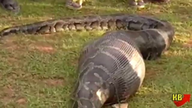 Питон проглотил женщину, но она осталась жива! смотреть онлайн