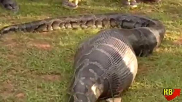 Питон проглотил женщину, но она осталась жива!