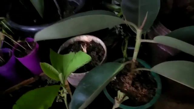 BEGONIA IMPERIALIS PROPAGATION AND CARE TIPS / Red Noveno