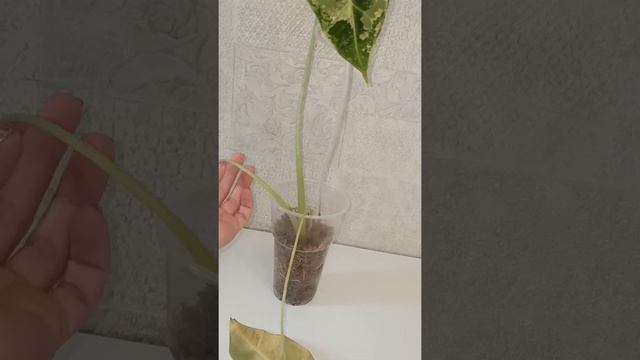 Алоказия Мишольца (Фрайдек) вариегатная: видеодневник адаптации. смотреть онлайн