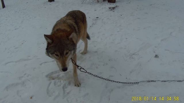 #ВолкВоланд резвится на прогулке с сёстрами двойняшками и детишками смотреть онлайн