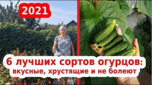 Лучшие сорта огурцов: не болеют, высокоурожайные, вкусные и хрустящие