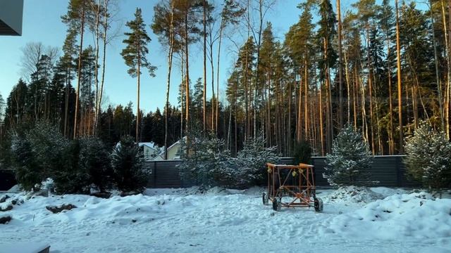 Посадка хвойных деревьев | Тонкости ухода зимой в ландшафтном дизайне смотреть онлайн