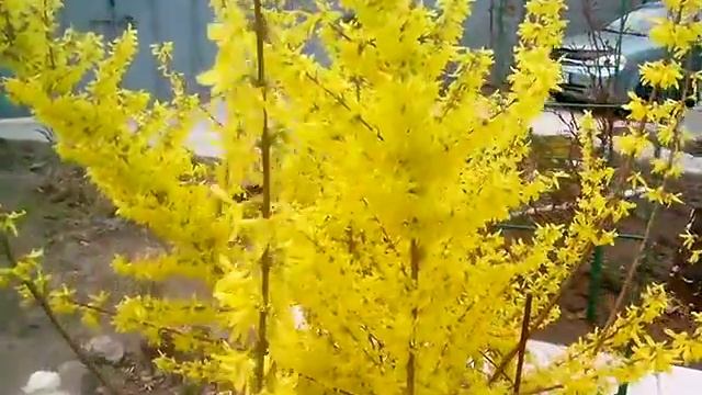 Форзиция смотреть онлайн