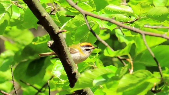 650. Králíček ohnivý, Common firecrest, Sommergoldhähnchen, Красноголовый королёк, Zniczek zwyczajn смотреть онлайн