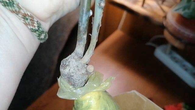 Саженцы роз из Леруа 18.03.2023. Обзор качества посадочного материала. смотреть онлайн