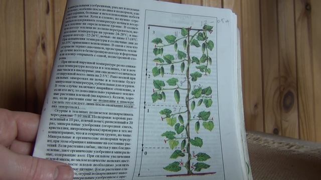 Внимание! Формируем огурцы пчелоопыляемые и партенокорпические по разному смотреть онлайн