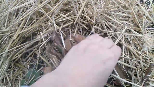 Клубника в феврале. смотреть онлайн