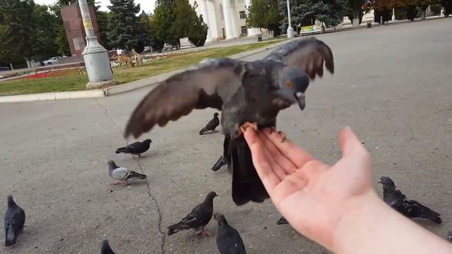 Активные белокалитвинские голуби и Комик Санс смотреть онлайн
