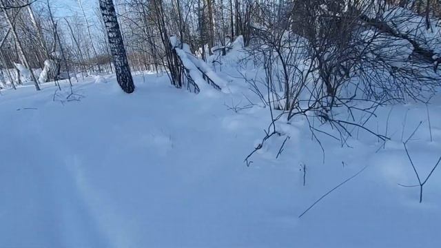 проверка петель на зайца и установка капкана. смотреть онлайн