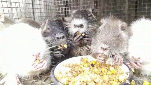 Содержание нутрий. Отсадка молодняка.