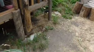 Первый забой кроликов.