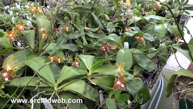OrchidWeb - Phalaenopsis venosa (regular x red form) смотреть онлайн