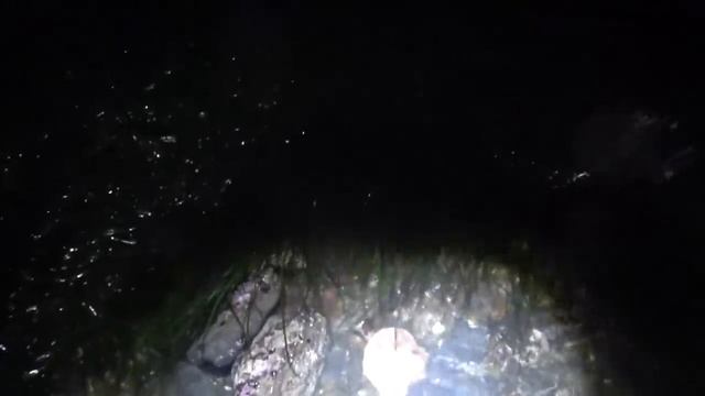 Не СПАТЬ идем на море за моллюсками смотреть онлайн